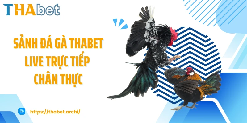 Sảnh đá gà THABET live trực tiếp chân thực